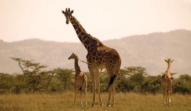 Tehlike altındaki Maasai zürafası ikiz doğurdu