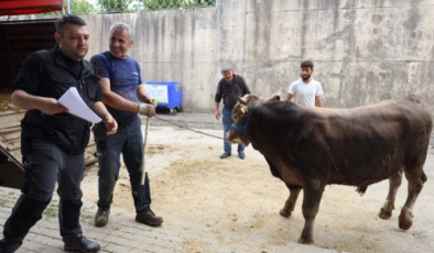 İzmit Belediyesi Modern Hayvan Pazarına kurbanlıklar geliyor