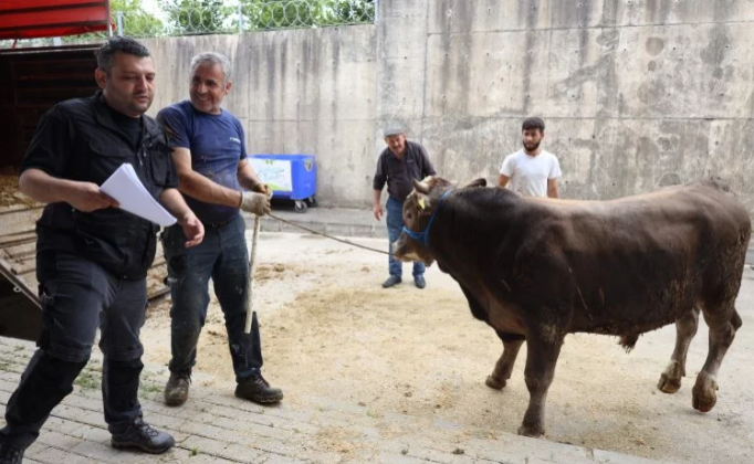 İzmit Belediyesi Modern Hayvan Pazarına kurbanlıklar geliyor