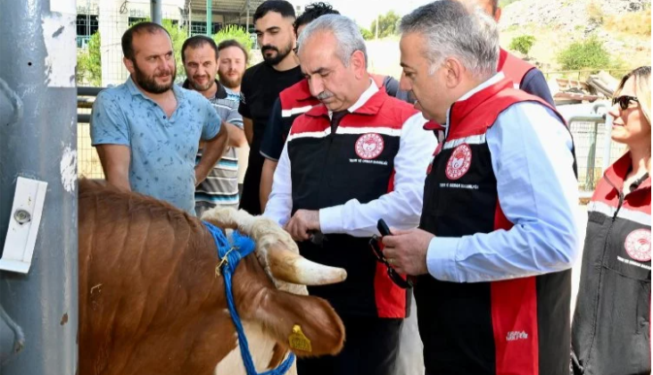 İzmir hayvan pazarları Kurban Bayramı’na hazır