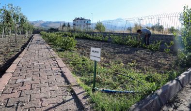 Talas Deneme Bahçesinde Aronya Hasadı