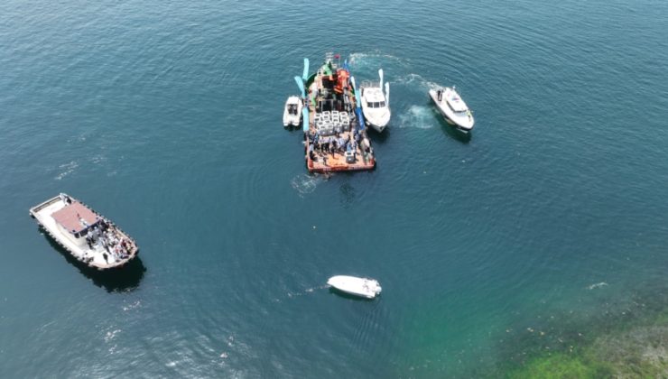 İzmit Körfezi’ne 6 bin balık daha salınacak